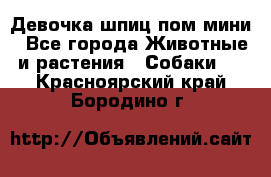 Девочка шпиц пом мини - Все города Животные и растения » Собаки   . Красноярский край,Бородино г.